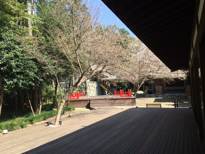 櫻木神社　桜